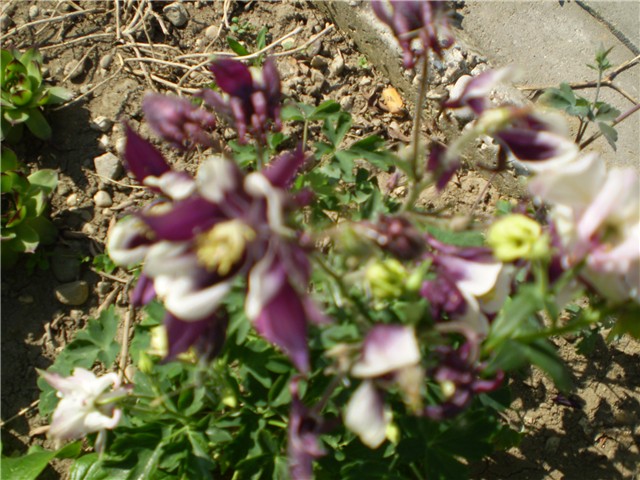 pakujac